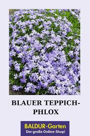 Comments (0) reviews (0) two colors there are 4 bunches of different sizes in the archive: Blauer Teppich Phlox Bodendecker Stauden Bei Baldur Garten Bodendecker Pflanzen Stauden
