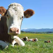 So können zwei beliebige exemplare miteinander gepaart werden. Hausham Bayern Kuh Angriff Auf Der Alm Wanderin Will Schadensersatz Hausham