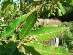 Image result for Quercus acutissima