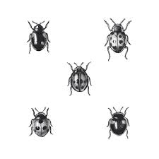 Black And White Ladybug Tattoo Ideas Related Image Lady Bug Tattoo Bug Tattoo Insect Tattoo