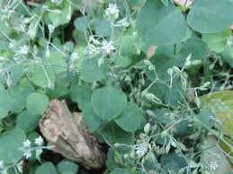 Image result for Drymaria