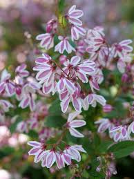 Image result for Deutzia