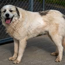 Billie eilish sweetest fan moments part 2. Adopted Furever Dogs Great Pyrenees Rescue Of Atlanta