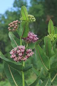 Pin On North American Wildflowers