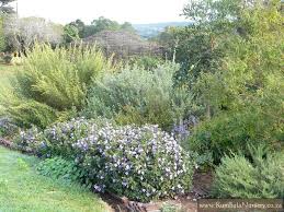 Image result for Barleria setosa