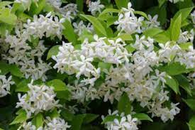 Native to china and japan, it does very well in california and the southern u.s., where it provides excellent ground cover and climbing decoration. Tips Information About Jasmine Gardening Know How