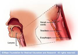 The larynx is a cartilaginous chamber about 4 cm (1.5 in.) long. Larynx Cancer