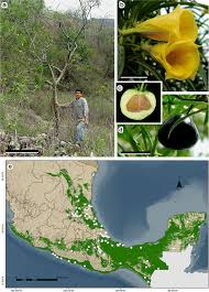 Image result for Cascabela