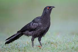 This is a black bird with distinctive red eyes and a annoying and irritating call. White Winged Chough Wikipedia