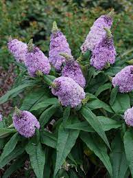 Pugster Amethyst Butterfly Bush Buddleia X Butterfly Bush Plants Purple Plants
