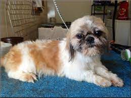 Share it or review it. Scrumptious Shih Tzus Formerly Lori S Shih Tzus Of Springfield Missouri Breeder Of Akc Registered Shih Tzu Puppies Stud Shih Tzu Puppy Shih Tzus Shih Tzu