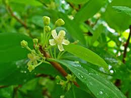 Image result for Erythroxylum zambesiacum