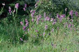 Image result for Polygala capillaris