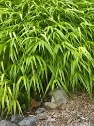 A wonderful accent grass that is grown for its beautiful foliage. Hakonechloa All Gold Bluestone Perennials