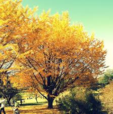 Image result for Ginkgo biloba