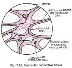 connective tissue diagram reading industrial wiring diagrams