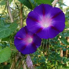 Mavi Sarmasik Cicegi Cicek Flowers Flower Bahce Saksi Toprak Tohum Hobi Zevk Ankara Istanbul Izmir Bursa Adana Kara Tohum Tohumlar Mavi Sarmasik