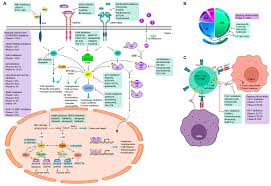 Updated diagnostic and treatment algorithms are also provided. Cancers Free Full Text Triple Negative Breast Cancer Current Understanding And Future Therapeutic Breakthrough Targeting Cancer Stemness
