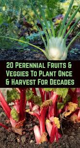 20 Perennial Fruits Veggies To Plant Once Harvest Year After Year In 2020 Perennial Vegetables Home Vegetable Garden Growing Vegetables