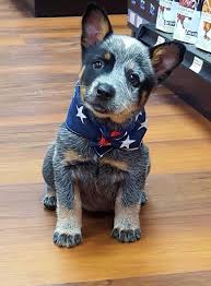 Black Australian Cattle Dog Puppy Info And Pictures About Australian Cattle Dog In 2020 Austrailian Cattle Dog Heeler Puppies Cattle Dog Puppy