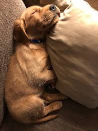 Dog hair is especially an annoyance due to its tendency to stick to upholstery. How To Remove Dog Hair On Couch Clothes And Car Just For Your Dog