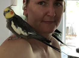Lost Cockatiel in Ringwood, Oliver St