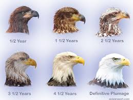 Bald eagles are one of the largest birds in the north america. Juvenile Immature Bald Eagles Avian Report
