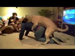 تزاوج الكلاب مع اصدقائها من الانسان فيديو مجمع تزاوج الحيوانات حيوان Funny Dogs Dogs Funny Animals
