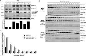 Food court excel pro forma template helps to estimate required startup costs. Ppm1h Phosphatase Counteracts Lrrk2 Signaling By Selectively Dephosphorylating Rab Proteins Biorxiv