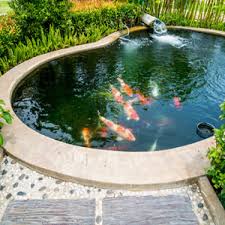 Seul le bassin de jardin ou le très gros aquarium lui conviennent vraiment car il peut atteindre les 40 centimètres ou. Bassin De Jardin Prix Et Difficulte De Realisation