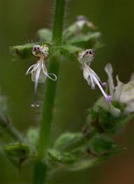 Image result for Syncolostemon bracteosus
