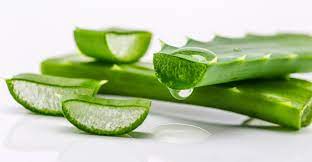 6 reasons cactus water is the new coconut water. This Is Why Cactus Water Is Your Skin S New Bff Blog Huda Beauty