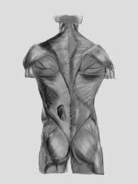 Learn about anatomy back muscles with free interactive flashcards. Artstation Quick Study Of Back Muscles Ixion Chowdhury
