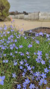 Image result for Wahlenbergia persimilis