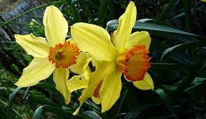 Maybe you would like to learn more about one of these? I 10 Fiori Che Preannunciano L Arrivo Della Primavera