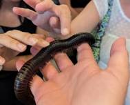 Unearth an Arthropod Petting Zoo with Professor Bugman