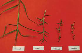 Applied biosystems™ qpcr · applied biosystems™ qpcr Bermudagrass Know Your Hybrids Gcmonline Com