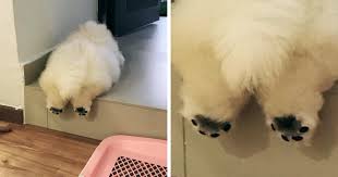 Fluffy dogs come in all shapes and sizes, and both large breeds and small breeds can have an abundance of fur. This Potato Is Taking Instagram By Storm And Its Photos Are Just Too Cute Bored Panda