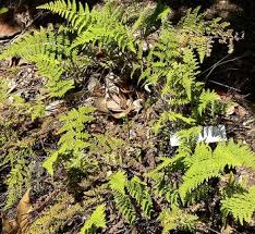 Image result for Cheilanthes quadripinnata