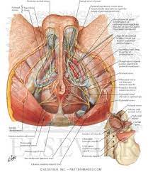We did not find results for: Pin On Male Pelvic Pain