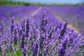 30 000 Best Lavender Field Photos 100 Free Download Pexels Stock Photos Lavender field ❤ 4k hd desktop wallpaper for • dual monitor. 30 000 best lavender field photos