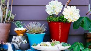 So, when it comes to growing beautiful containers especially in areas with full sun, it all starts with the best container plants that thrive in full sun also also tolerant of drought and arid conditions. Water Wise Container Plants That Look Good Do The Most Sunset Sunset Magazine