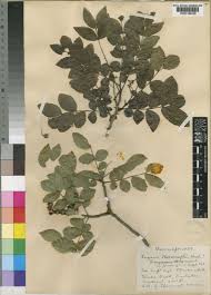 Image result for Zanthoxylum capense