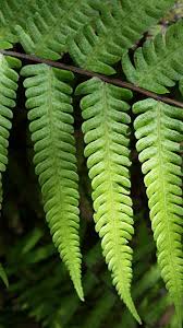 Image result for Christella dentata