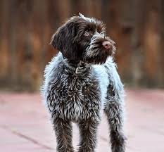 Learn all about this dog's physical description, breed standard, history, personality wirehaired pointing griffons should have eyebrows and a beard. Wirehaired Pointing Griffon Dogster