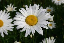 Shasta daisies are a beloved perennial. Silver Falls Seed Company Daisy Shasta