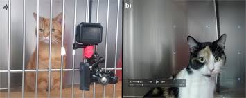 Leu from the animal dermatology clinic. Facial Expressions Of Pain In Cats The Development And Validation Of A Feline Grimace Scale Scientific Reports