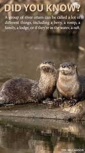 Cool Things You Didn T Know About Otters Otter Facts Otters Sea Otter Facts