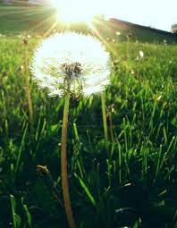 Dandelion By Avmaier Buy Organic Dandelion Root Https Stores Ebay Com Another Land Botanicals Dandelion Dandelion Tea Dandelion Flower