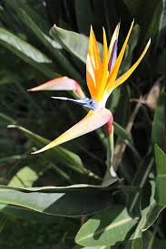 Image result for Strelitziaceae